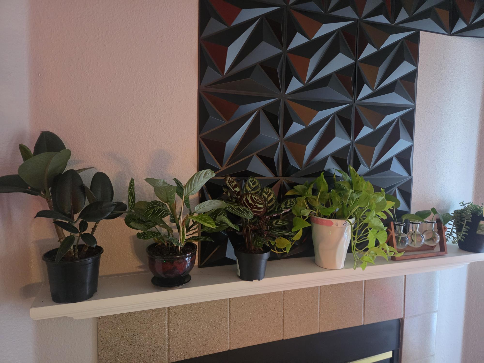 Oscar’s plants beneath geometric wall art.